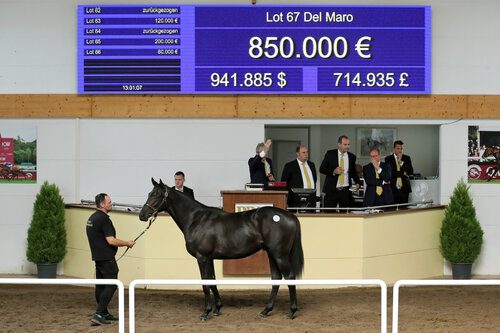 	30.08.2024, Iffezheim, Baden-Wuerttemberg, GER - Salestopper der BBAG Jaehrlingsauktion: Lot 67, Del Maro. BBAG Jaehrlingsauktion. 